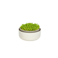Microgreens - slonová kost s kávovou sedlinou