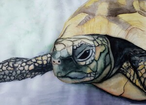 Želva, akvarel